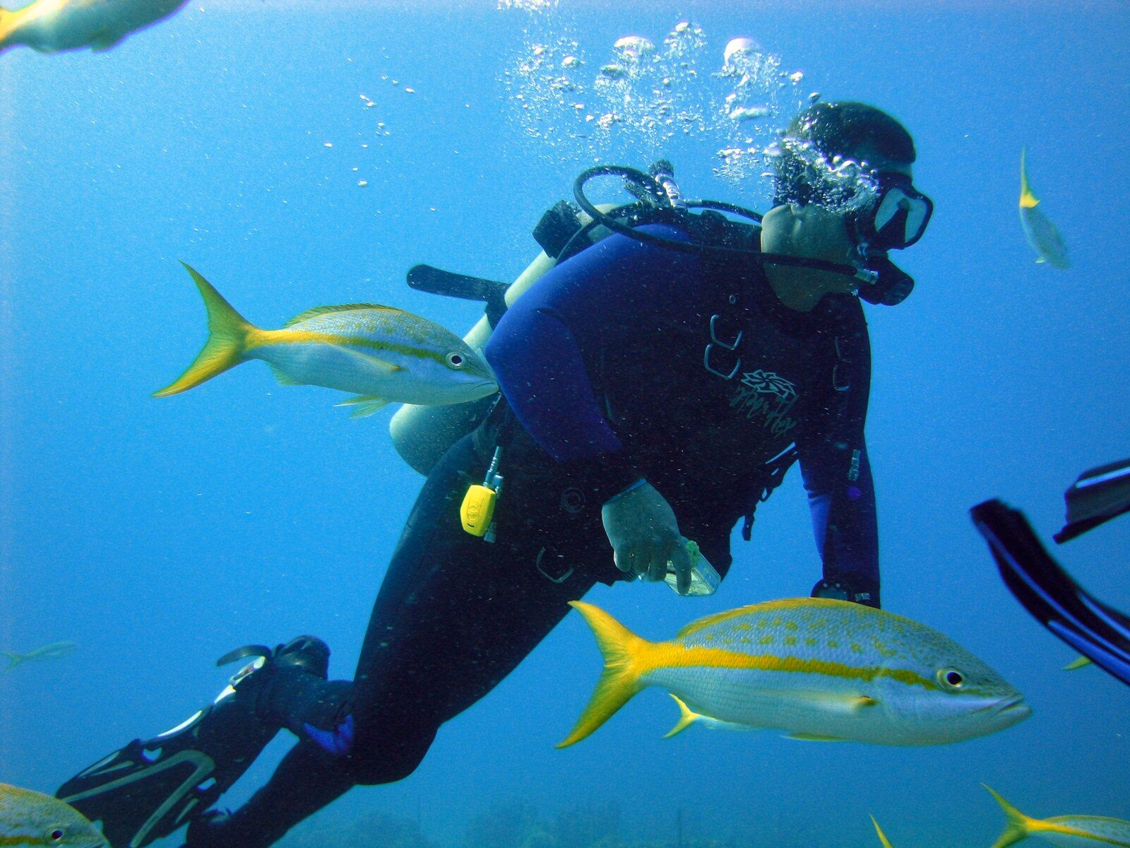 Diving certificates