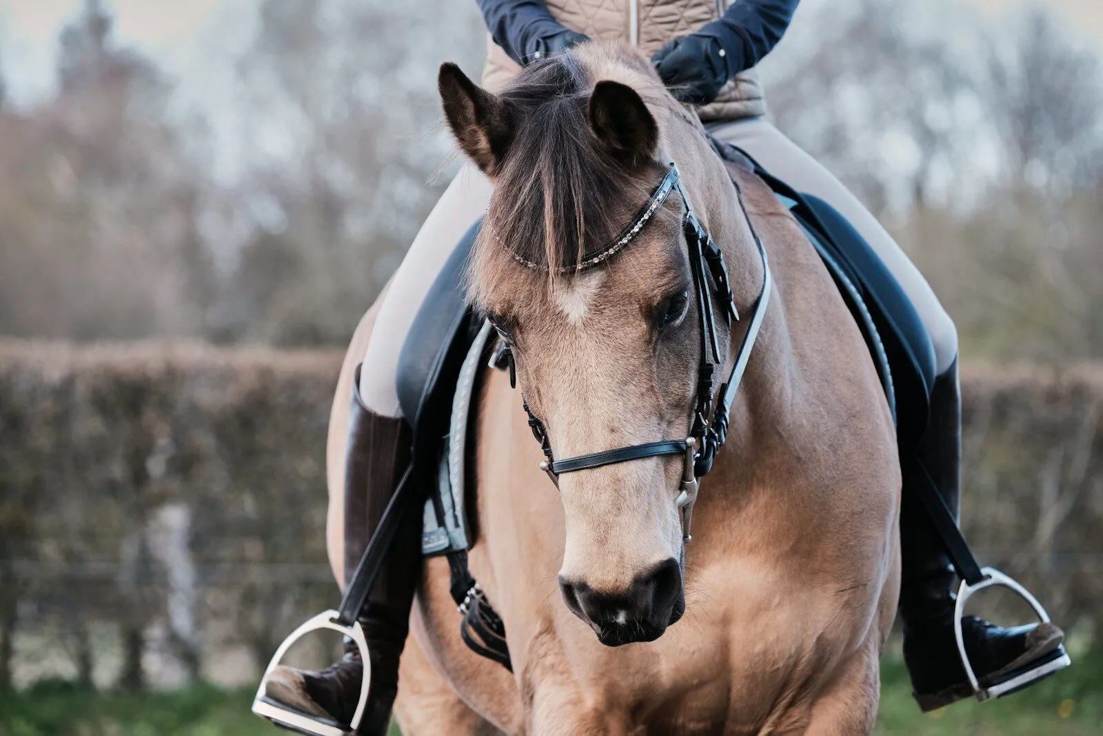 Ride Horses