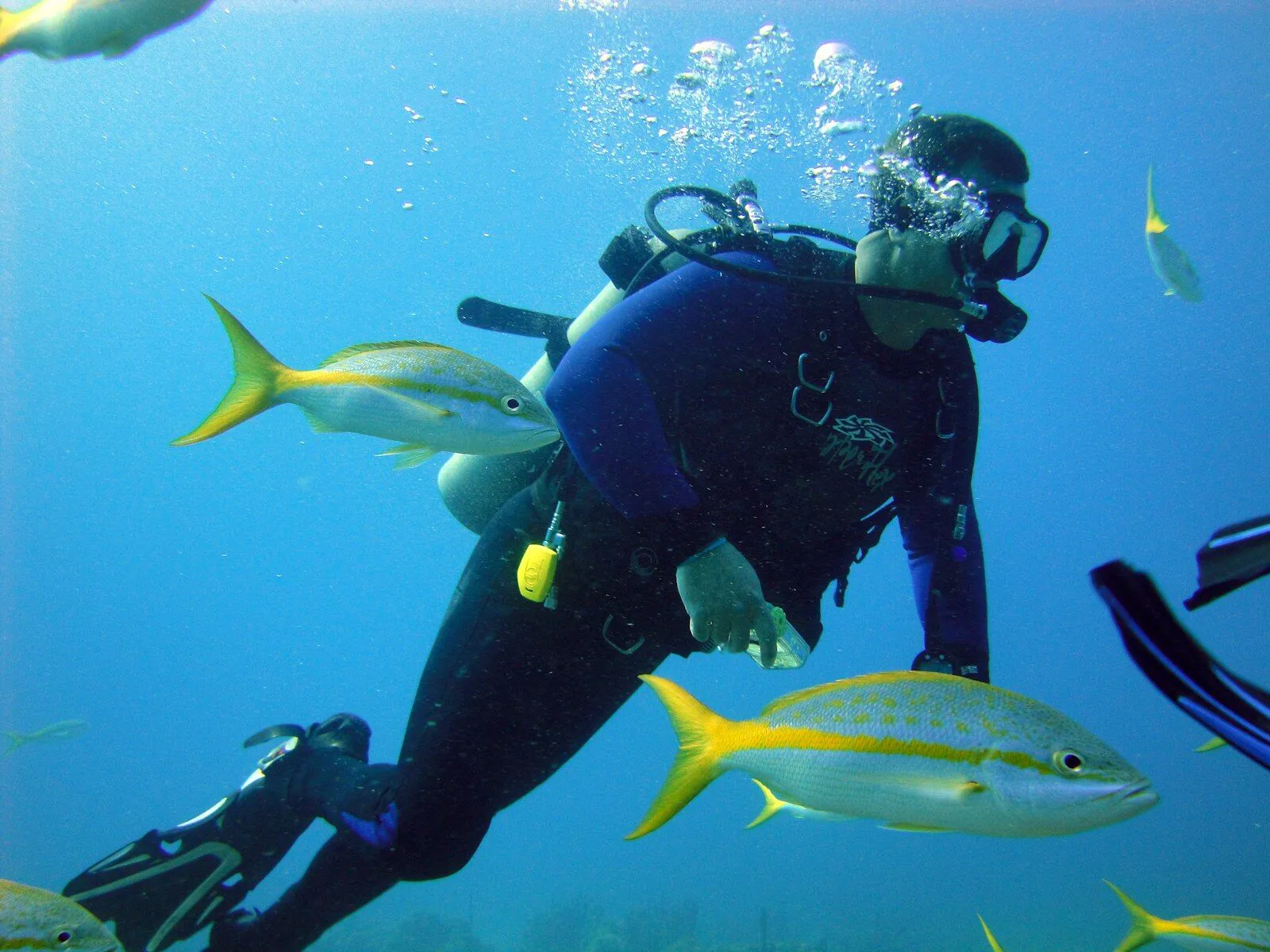 Diving certificates